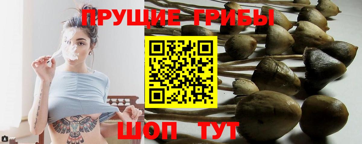 дарнет шоп  Дербент  Галлюциногенные грибы Psilocybe 